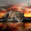 Jigsaw Puzzles 1000 Pieces for Adults - Leopard by The River - Wooden Puzzle - Unique Suitable for Teenagers and Adults (75x50cm)