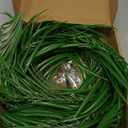 RECUTMS Artificial Palm Leaves Garland Ivy 6FT with 150LED Fairy Lights Battery Operated Faux Tropical Monstera Leaf Greenery Twig Vine Indoor Outdoor Home Spring Fireplace Mantle Table Decoration