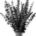 Black Eucalyptus Stems Decor,20PCS 17" Real Dried Preserved Eucalyptus Stems Plant for Home Vase Wedding Festival Floral Fall Halloween Arrangement Decorations