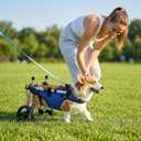 Adjustable Small Dog Wheelchair - Mobility Aid for Disabled Pets with Back Leg Issues - Leg Brace & Hip Support (Medium Size)