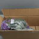 20" Purple Lilac Bush