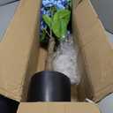 Hollyone 3FT Blue Hydrangea Artificial Flowers Tree Large Real Touch Faux Silk Hydrangea Plants Potted Fake Flower in Black Pot for Home Indoor Outdoor Front Porch Garden Entrance Living Room Decor