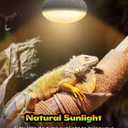 Reptile Heat Lamp, Simulate Natural Sunlight Heat Light Bulbs 2 Pack 100W Amphibians Basking Heat Lamp Bulbs for Reptiles, Bearded Dragon, Lizard, Turtle, Chicken