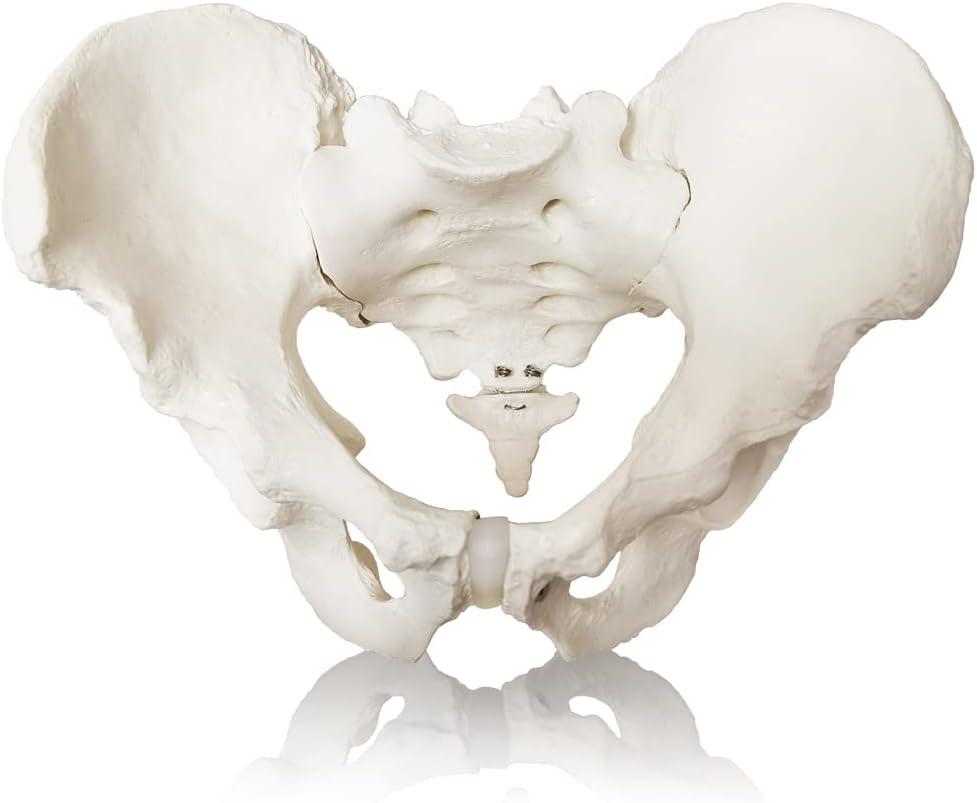 2024 New Life Size Pelvis Model Anatomy Model for Science Education and Medical Study 2024 New Life Size Pelvis Model Anatomy Model for Science Education and Medical Study