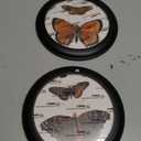 4 Pcs 7 Inch Vintage Round Wood Framed Butterfly Wall Art Insect Illustration Prints Picture Butterfly Art Wooden Wall Hanging Picture Frames for Living Room Bedroom Home Decor