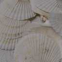 10PCS 4-5 inch Large Sea Shells White Scallop Shells for Crafts Baking Cooking Serving Food, Natural Seashells for DIY Crafts Seashell Beach Decorations for Ocean Themed Parties and Home Decor