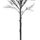 National Tree Company Artificial Tree Decoration, Black, Leafless, Includes Stand, Halloween Collection, 68 Inches