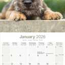 Border Terrier 2026 Calendar | Square Wall Calendar | Dog Breed Gift | Plastic Free Packaging | by Avonside Publishing