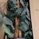 Nearly Natural 4ft Triple Trunk Ficus Silk Tree with Natural Wood Trunks and Dense Foliage, Mid-Size Faux Floor Plant for Home and Office