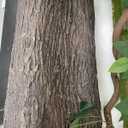 Artificial Tree Bark, 19.69x39.37 Inch Fake Bark for Pillars Pipes Decor, Cuttable Simulation Tree Bark for Columns, Walls, Floors, Tree Decoration