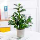 AlphaAcc 16 inch Artificial Indoor Plants Office Desk Faux Plant Peperomia Leaf Ficus Plant Realistic Small Fake Farmhouse Plants for Home Kitchen Bathroom Bedroom Evergreen Decor