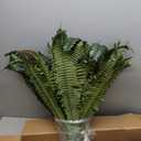 Boston Fern Bush Fern Collection by Ashland