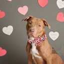 Lionheart glory Valentine's Day Dog Collar-Red Hearts Print Dog Collar with Flower for Small Dogs Spring Pink Cute Dog Bow Collars Female Puppy Collar Flowers Pet Gift