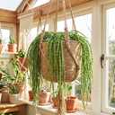 Suncalla 4 Pcs Green 35 Inch Amaranthus Artificial Flower Hanging Plants Fake Amaranthus Flower Dried Preserved Bleached Wisteria for Wedding Christmas DIY Bouquet Garlands Home Wall Decor