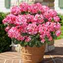 Fake Geraniums Artificial Flowers for Outdoors Outside, 6 Bundles Pink Silk Geraniums Fake Flowers Plants UV Resistant Realistic Faux Flowers for Outdoor Planters Garden Balcony Yard Porch Indoor