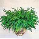 CONNICS 18Pcs Christmas Norfolk Pine Branches, 18 Inch Artificial Christmas Branches DIY Crafts Faux Norfolk Branches for Xmas Indoor Outdoor Home Decor