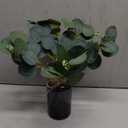 Der Rose 13.5" Fake Plants for Black Bathroom Decor Artificial Eucalyptus Stems in Black Glass Vase with Faux Water for Office Desk Accessories Farmhouse Home Table Centerpiece DecorSage Green