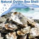 15PCS Natural Oyster Shells 4-5 in Uncarved Oyster Shells for Crafts, Hard Texture for DIY Arts Ornaments, Candle Holders, Coastal Decor & Art Projects
