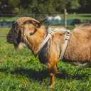 Goat Harness, Asatre Sheep Livestock Hemp Goat Halter, Small to X-Large, Fleece Lined, Multi-Clasp, Machine Washable Soft Durable Restraint (X-Large)