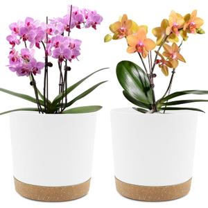 QCQHDU 8 inch Plant Pot, 2 Pack Planters for Indoor Plants with Drainage Holes & Saucer, Outdoor Flower Pots Home Garden Modern Decor (White)