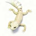 3D Printed Leopard Gecko Figurine, Movable Lizard Sculpture for Home Decor, Realistic Reptile Collectible Desk Ornament, Articulated Gecko Model for Reptile Lovers and Collectors