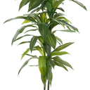 Nearly Natural 48in. Dracaena Silk (Real Touch) Artificial Plant, 48", Green 5357 4ft. Golden Cane Palm Tree,Green