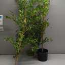 Black Olive Tree Artificial 7 Feet Tall, Artificial Shady Lady Tree, Faux Decorative Tree