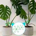 8PCS Plant Stem Supports for Indoor Plants, 4 Sizes Climbing Houseplant Stem Holders, Green Plastic Reusable Flower Trellis Stem Stabilizer, Plant Accessories for Flower Indoor Outdoor Garden