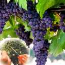 Chikamasa B-500SL Stainless Steel Grape Care Shears L-Shaped