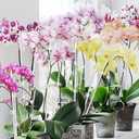 Mwellewm Plant Stakes 30 Pcs 17 Inch & 11 Inch Plant Support Stakes For Indoor Outdoor Tall Acrylic Clear Garden Orchid Sticks with 30 Small Clips Single Stem Potted Tomato Flower Amaryllis Vegetables