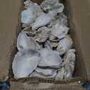 YOUKE OLA 50PCS Oyster Shells 3"4" Oyster Shells Bulk Oyster Shells for Home Decor Vase Filler, Ornaments, DIY Arts and Crafts Sea Shells, Deeper Shells