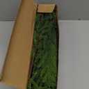 30 PCS Real Touch Christmas Norfolk Pine Stems Branches, 13 Inch Soft Droopy Artificial Greenery Pine Picks Faux Greenery Stems for Table Garland Wreath Mantel Holiday Indoor Home Decor