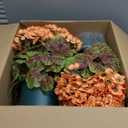 QIANYUN Artificial Topiary for Outdoors- 20 Potted Plant Fake Geraniums Bush-UV Resistant Artificial Outdoor Plant for Front Porch, Garden, Yard, Patio Decor (Light Orange)