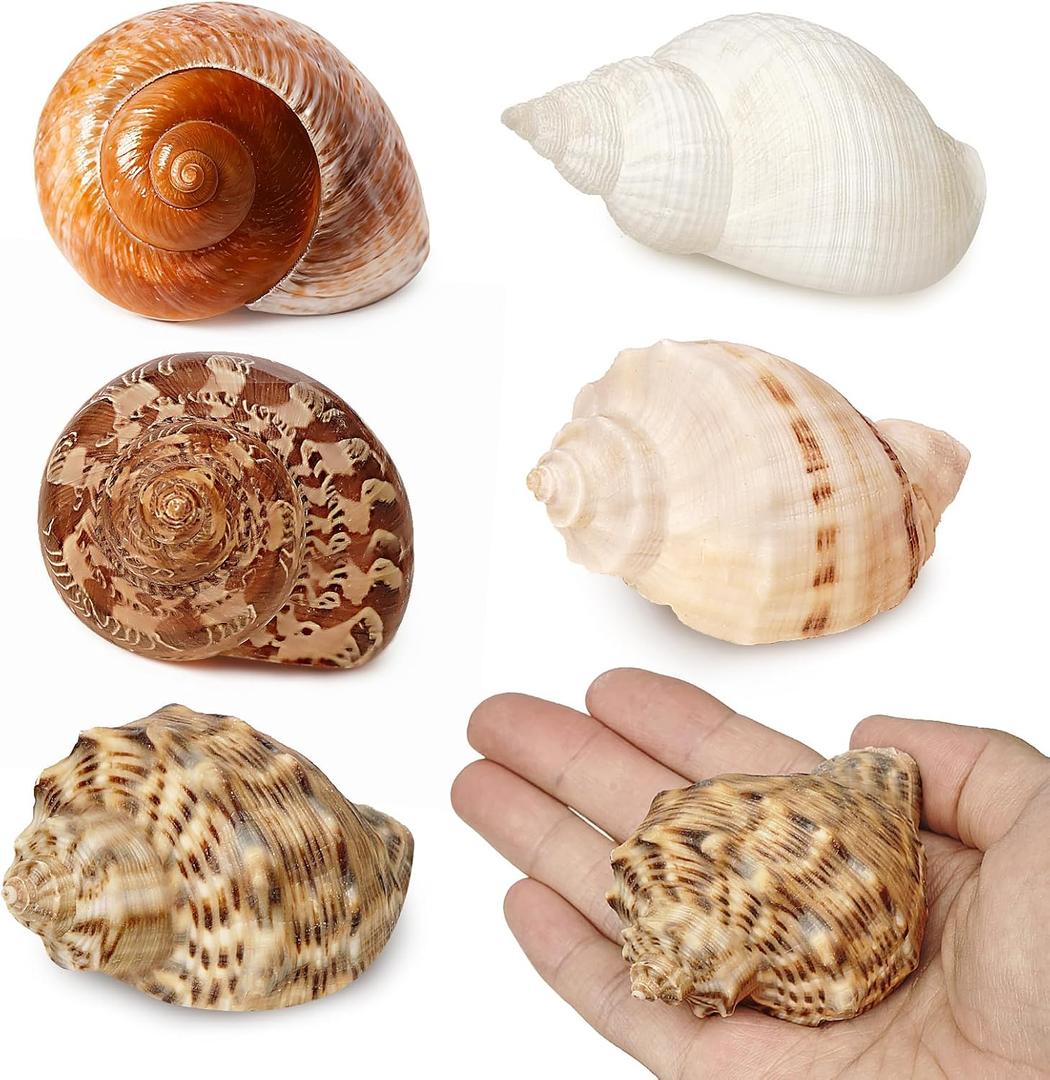 5Pcs Large Hermit Crab Shells Natural Sea Conch Size: 3"-4.5" Turbo Seashells for Hermit Crab Supplies Hermit Crab House for Dcor No Paint or Dye