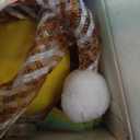 Automatic Cat Ball - Interactive Cat Toy with Feather Tail & Rechargeable Battery - Moving Play Ball for Indoor Cats to Reduce Boredom & Enrich Playtime, Yellow