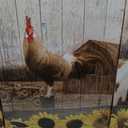 Artsbay Farm Animal Wall Art Cow Rooster Pig Pictures Painting Vintage Farmhous Home Decor 16 x 20 Inches x 3pcs