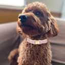 Soft Hemp Dog Collar and Leash Set Adjustable Woven Tweed Dog Collars with Metal Buckle and Lead for Small Medium Large Dogs,Pink