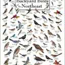 Earth Sky + Water - Peterson's Backyard Birds of the Northeast - Poster