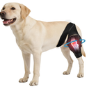 Noorace Dog Knee Brace for Torn ACL/CCL & Hind Leg Support - Adjustable Brace for Arthritis Relief, Joint Stability & Injury Recovery