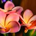 20pcs Pink Orange Color PU Real Touch Lifelike Artificial Hawaiian Plumeria Frangipani Flower Detachable Flower Stems Wedding Home Party Decoration