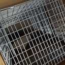 Havahart 1085 Large 1-Door Easy Set Humane Live Animal Trap for Armadillos, Cats, Groundhogs, Muskrats, Opossums, Raccoons, Skunks - Havahart Live Animal Cage Trap