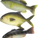 3 Pcs Lifelike Fake Fish Set, Realistic Artificial Sea Fish Model for Aquarium Display, Restaurant Showcase Ornaments, Stage Drama & Photography Props