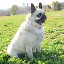 2 x Dog Collar, Cute Flower Floral Patterns Pet Collars for Girl Female Boy Small Medium Large Dogs, Strong Rose Gold Metal Buckle, Soft Cotton Adjustable Puppy Dog Collar (S( 5/8"x 10.2-16.5"), Green)