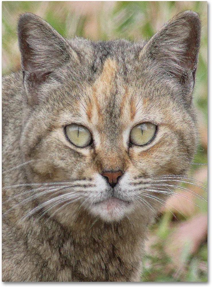Trademark Fine Art Pretty Kitty by Patty Tuggle Canvas Wall Art, 18 by 24-Inch