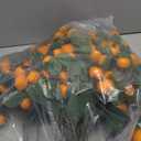 10 Pcs Artificial Tangerine Branches 25 Inch Realistic Faux Oranges Fruit with Green Leaves Simulation Orange Branch Decorative Kumquat Tangerine for Vase Home Party Decoration (6 Oranges)