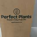 Perfect Plants Easy Bee-zy Knock Out Rose Bush 3 Gallon | Live Rose Shrub | Fresh Roses