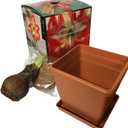Amaryllis Growing Kit. Includes: Big Minerva Bulb, Plastic Pot and Saucer, and Professional Growing Medium