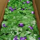 Expandable Fence Privacy Screen for Balcony Patio Outdoor,Decorative Faux Ivy Fencing Panel,Artificial Hedges (4, Purple Flower)