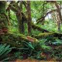 AWERT 72x18 inches Tropical Forest Terrarium Background Green Huge Tree Reptile Habitat Background Rainforest Aquarium Background Durable Polyester Background