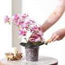 TRUEDAYS Orchid Pot 4 Pack 5 Inch Clear Orchid Pots with Drainage Holes for Repotting Ideal for Healthy Root Growth Sturdy Plastic Plant Pot for Indoor & Outdoor Plants